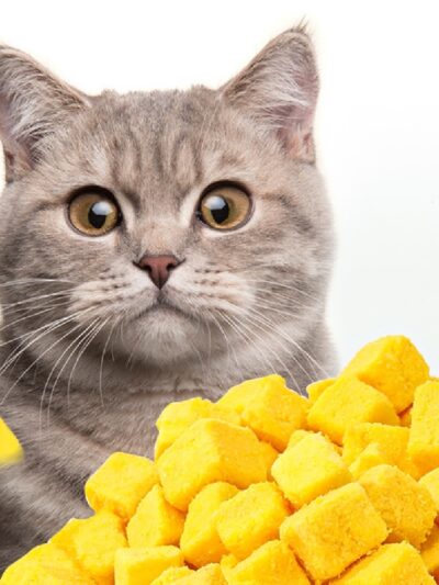 High Protein Freeze-dried Egg Yolk Cat Snacks