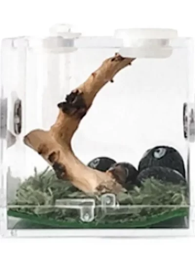 Reptiles Breeding Box